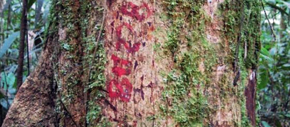 So far, 4,000 gian rainforest trees have been marked for chainsaws. Marked tree in the rainforest