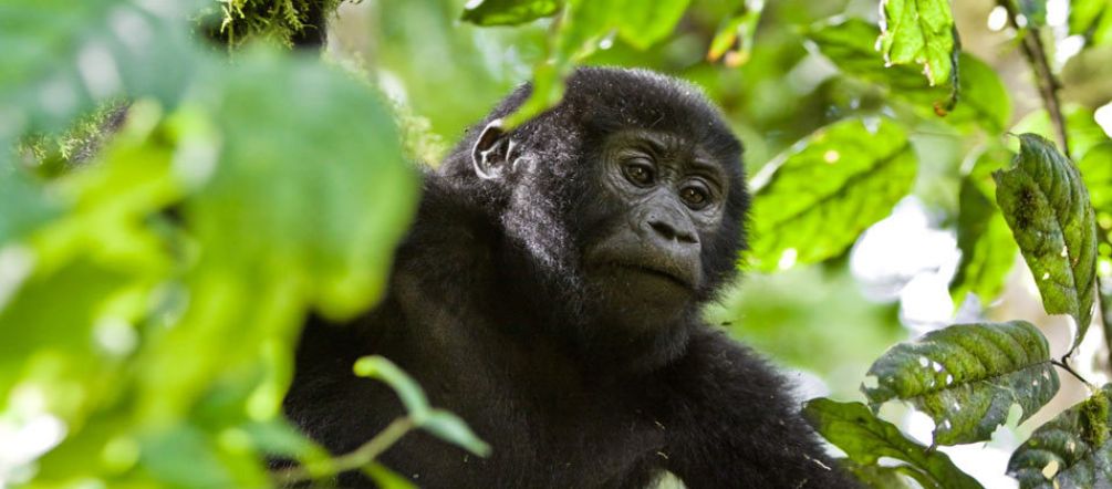 Mountain gorillas survive only in strictly protected forest reserves Gorilla
