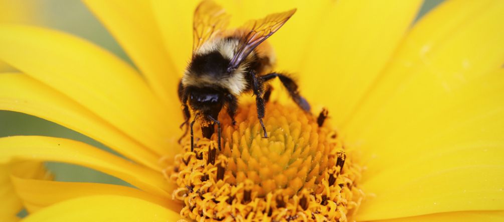 A bee on a flower