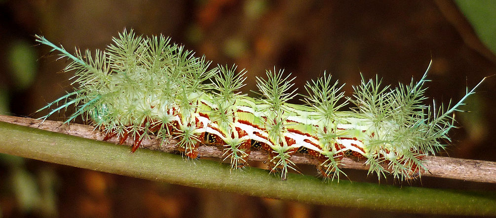 Caterpillar of the Automeris sp. moth Automeris sp. caterpillar on a twig