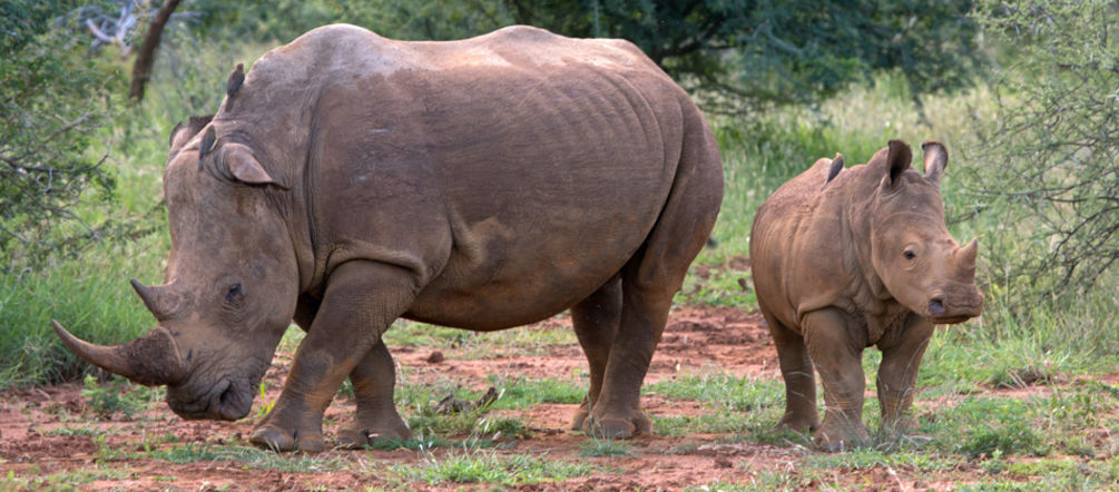 Rhinos in the wild – soon to be history? (photo: Martha de Jong-Lantink – CC BY-NC-ND 2.0) A young rhino and an adult standing in the savannah