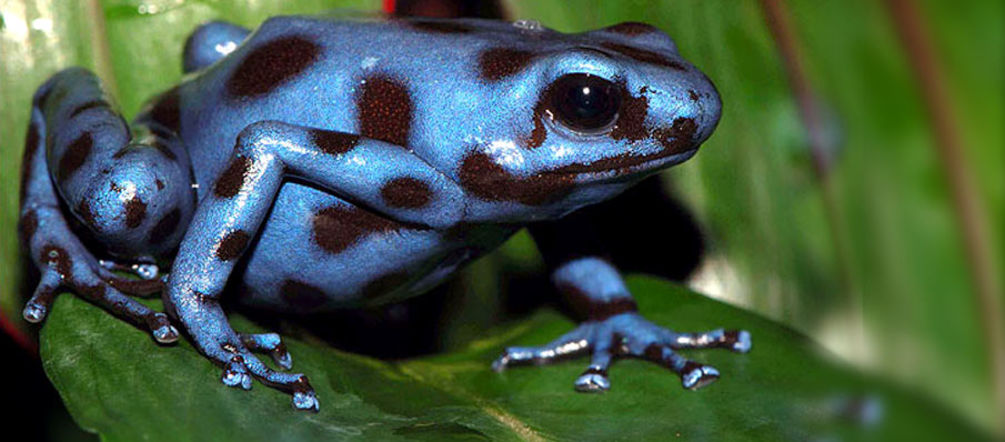 The highly endangered Tabasara Rain Frog Blue frog with spots on a leaf