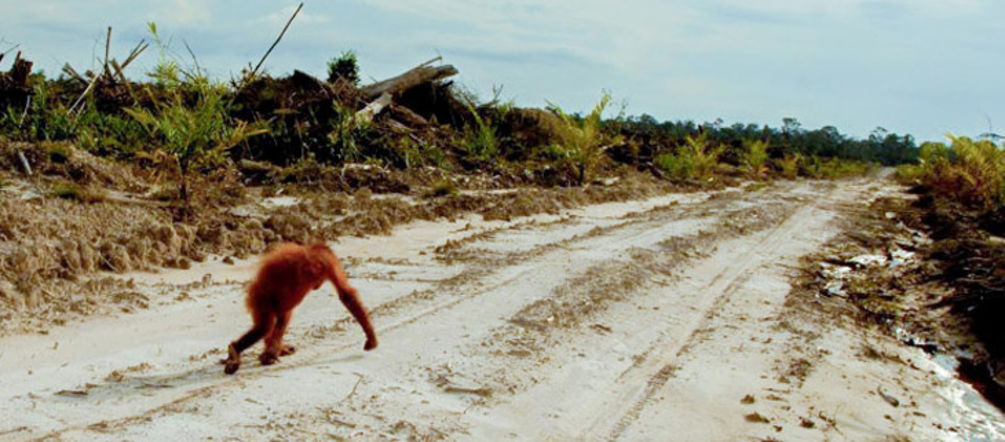 A lonely orangutan in a desolate landscape