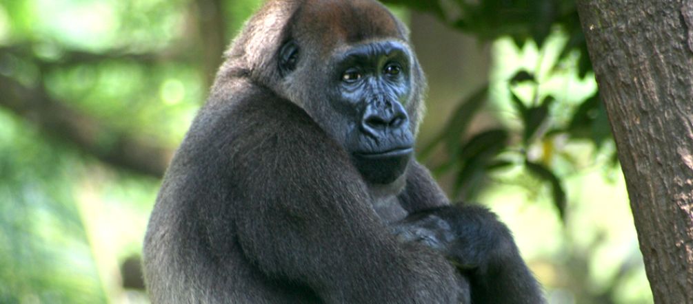 A Cross River gorilla