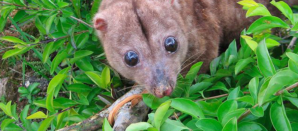 Woodlark cuscus: the rare marsupial is still threatened The Woodlark cuscus, a nocturnal marsupial