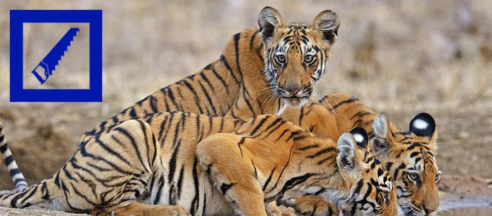 Tigers need large habitats that support their prey requirements. Picture: D. Mukherjee/Greenpeace Three tigers are drinking water