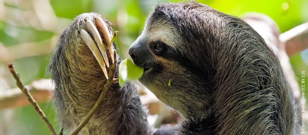Photo: Christian Mehlführer (CC BY 2.5) Sloth in tree, nibbling on a leaf