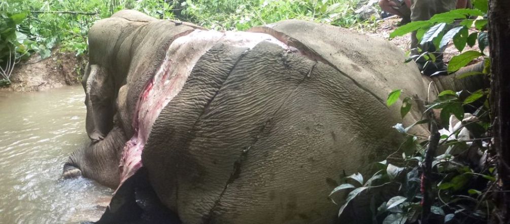Elephants are being poached for skin and other body parts. Poached and skinned elephant in Myanmar