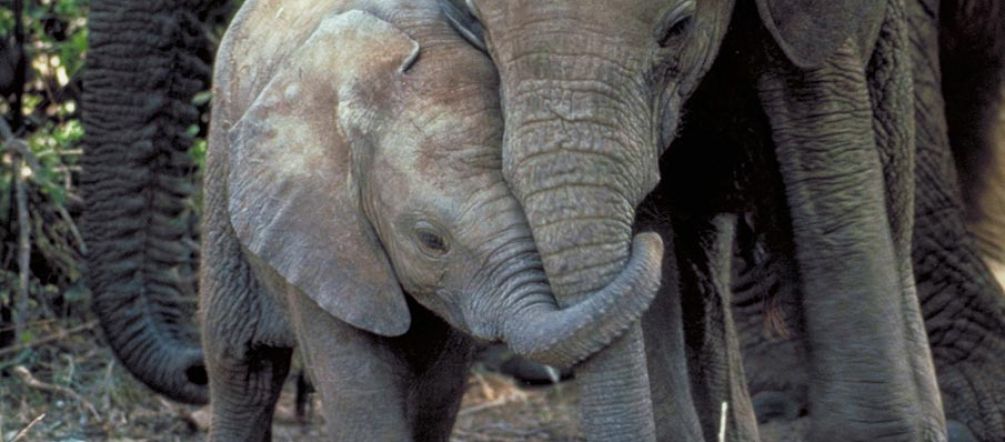 Hope for Africa's elephants? An elephant mother and calf