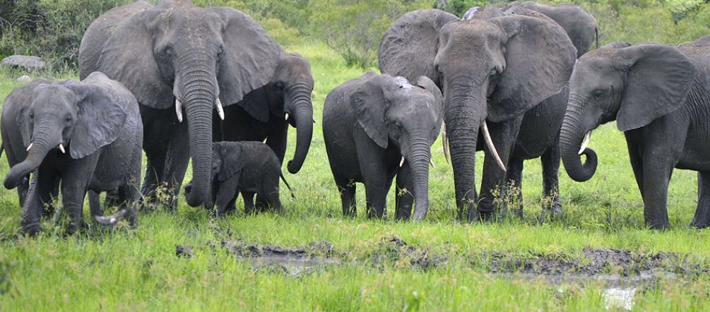 Elephants have deep, lifelong family bonds (photo: Flickr/Vaughan Leiberum - CC BY 2.0) A young African elephant hugging its mother with its trunk