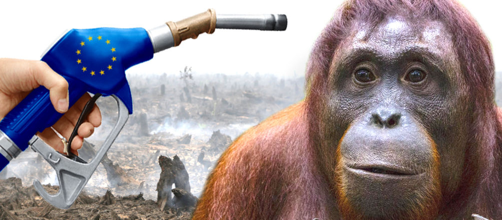 The biofuels policy of the EU is destroying rainforests EU biofuels policy is destroying rainforests