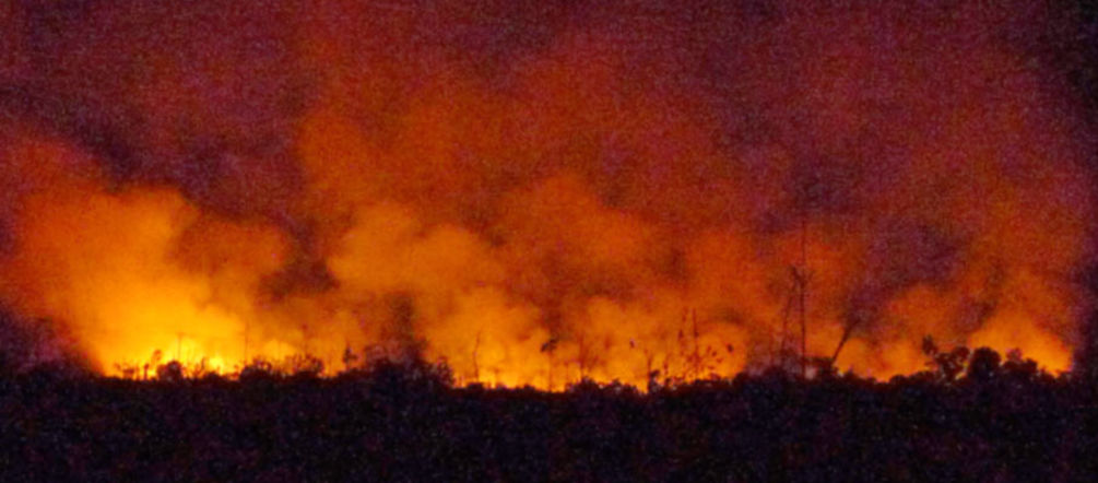 The rainforest is burning for oil palm plantations fire in the forest at night