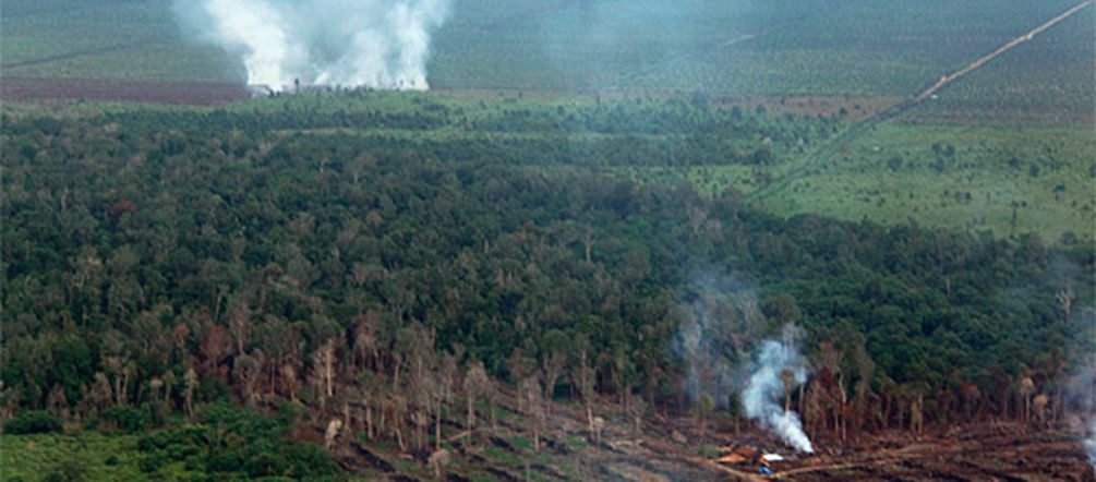 More than 100 fires were set to the swamp forest of Tripa Aerial photograph of a burning rainforest