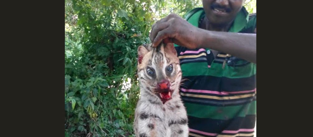 This poacher and four others were arrested on the 5th of August. A poacher posing with a dead fishing cat