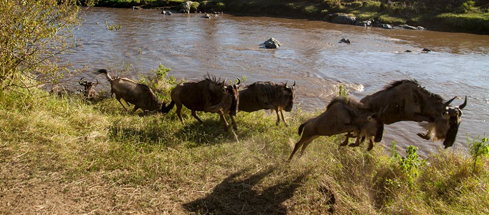 There is power in a union: vast herds of gnus on their way to Mara River A herd of gnus crossing a river