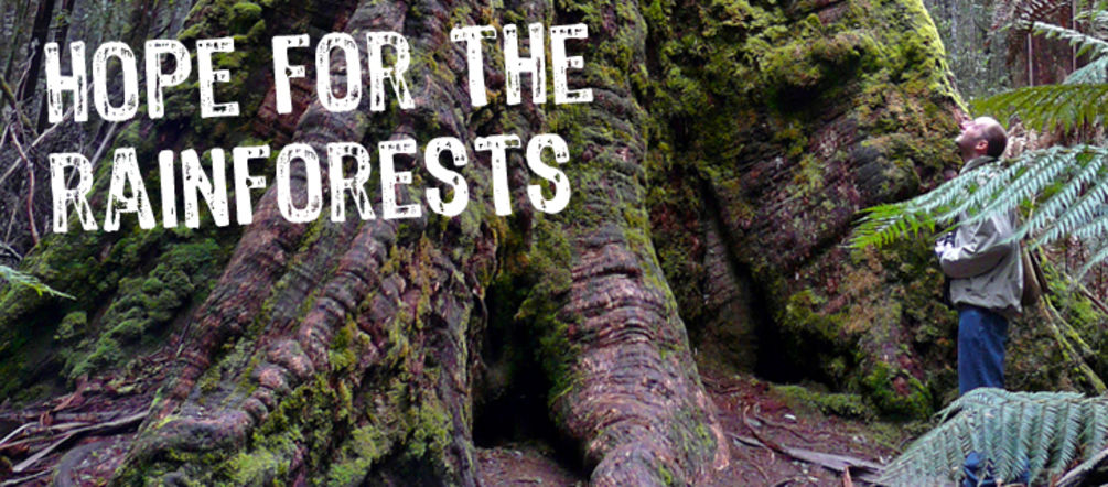 Our partners often face years of struggle (photo: bishib70/Flickr – CC BY-NC-ND 2.0) The caption “hope for the rainforests” is superimposed over the base of a giant tree.