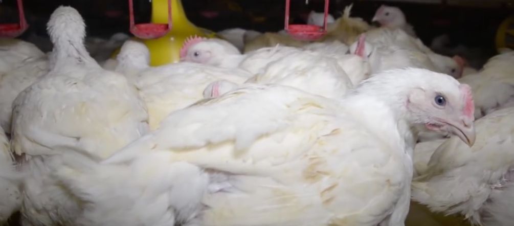 The fate of a chicken: 47 days in a crowded cage Chicken in a FIT Farm cage