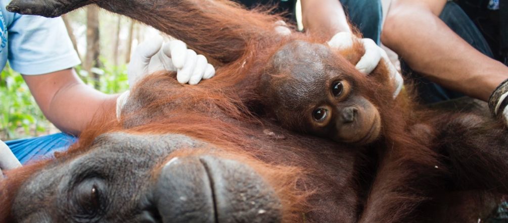 The biofuels policy is literally fanning the flames in Indonesia – these rescued orangutans are among the countless victims. A rescued orangutan mother and child receive medical treatment