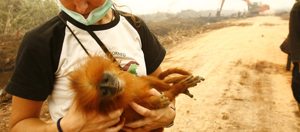 Karmele Llano rescues primates threatened from palm oil Karmele Llano is holding a primate whose rainforest has been destroyed for palm oil