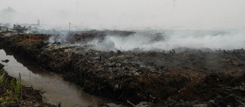 Smoldering peatland in Katingan, Central Kalimantan Haze and fire on drained peatland at the Pt PEAK plantation, Katingan, C-Kalimantan