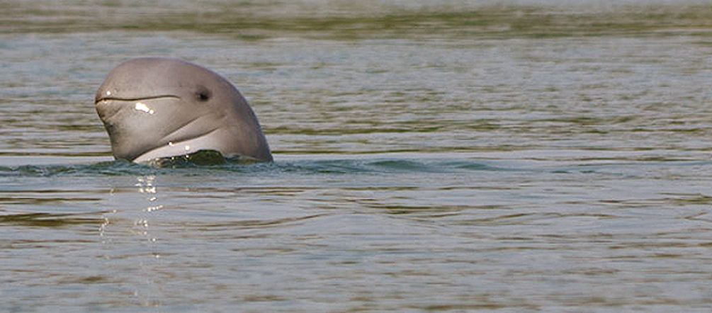 The critically endangered Irrawaddy dolphin (photo: Flickr/exilism (CC BY-NC-ND 2.0)) An Irrawaddy dolphin's head above the water