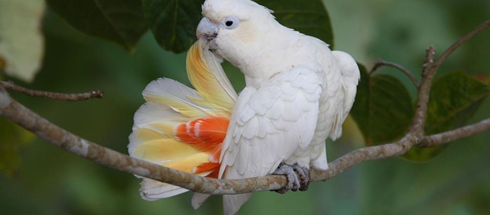 The already endangered Philippine cockatoo's survival is at a risk A Philippine cockatoo sitting on a tree