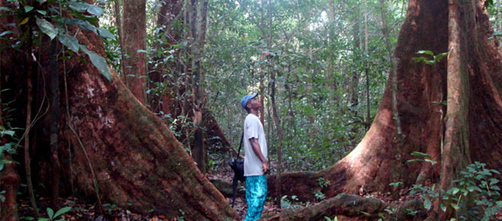Breathing easier in the Korup rainforest Man standing between two huge trees in the Korup rainforest