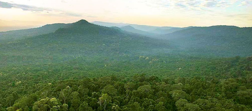 This is what’s at stake: rainforest as far as the eye can see (Photo: Luke Duggleby) Intact rainforest in Cambodia