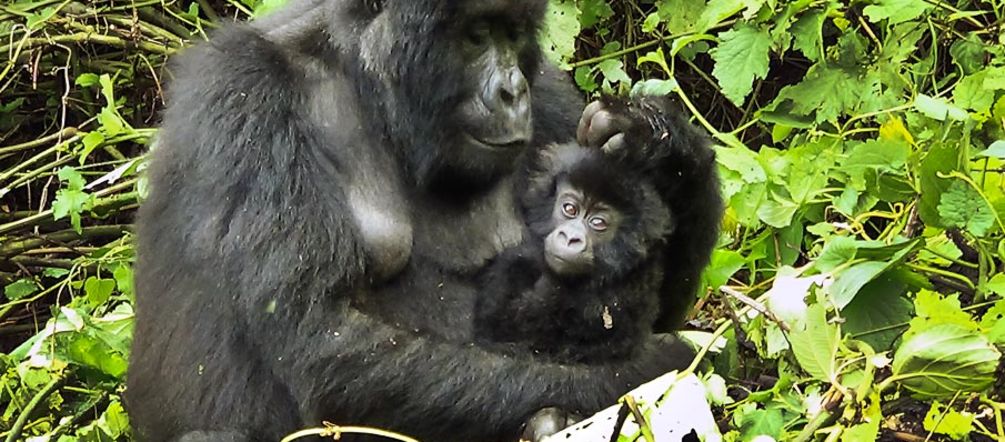 Gorilla family in Virunga National Park Gorilla mother with baby in her arms in the Virunga Rainforest