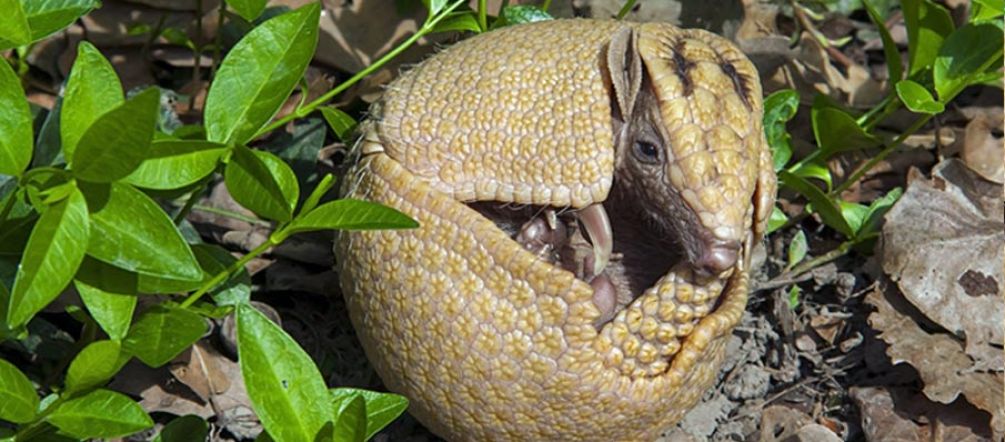 When threatened, the three-banded armadillo rolls itself into a ball. © Fotolia A Brazilian three-banded armadillo rolls itself into a ball.