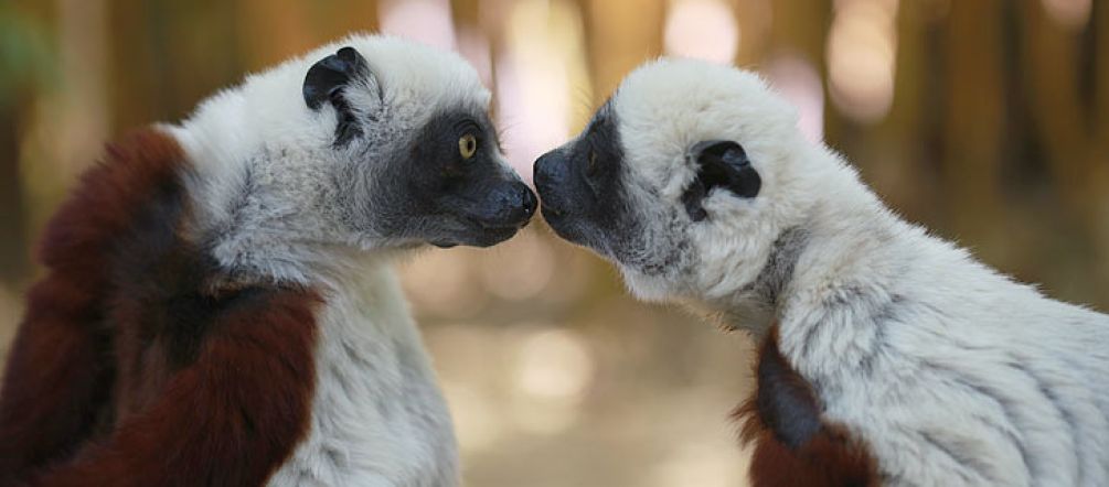Lemurs (© R. Butler)