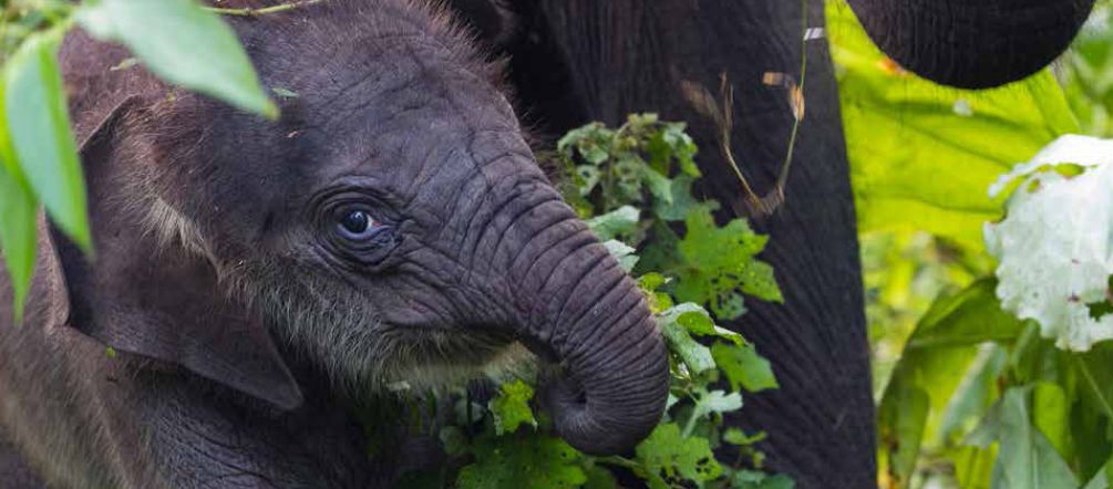 A young Leuser inhabitant An elephant calf in Leuser Ecosystem, Indonesia