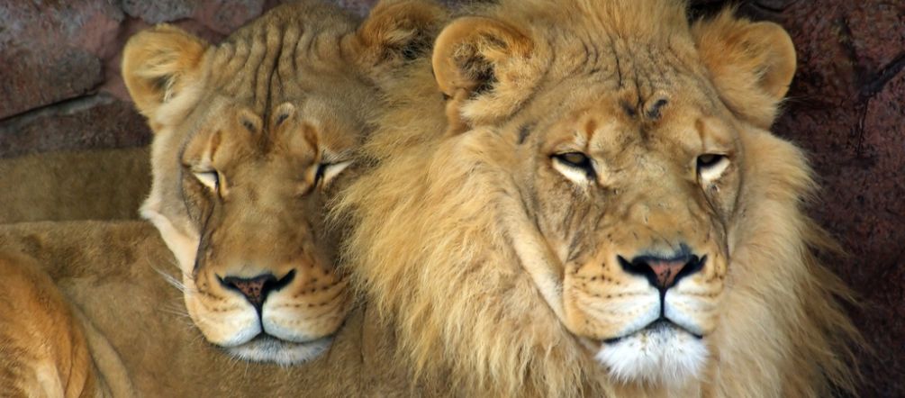 Lions have been wiped out in twelve African countries. A pair of lions