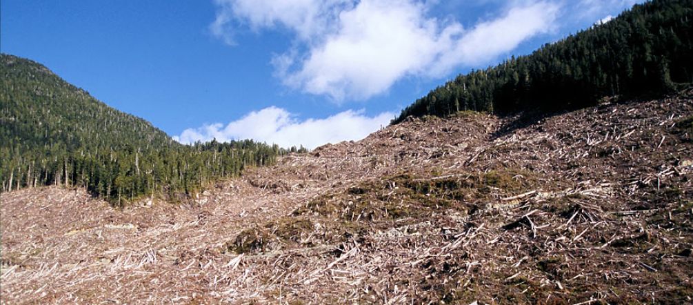 Clean bioenergy? Industrial logging on Vancouver Island, Canada
