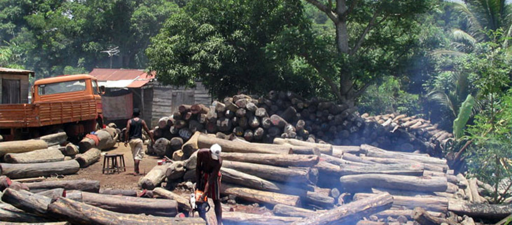 Illegal loggers even loot the national parks in Madagascar Illegally logged wood near the Masoala National Park in Madagascar.