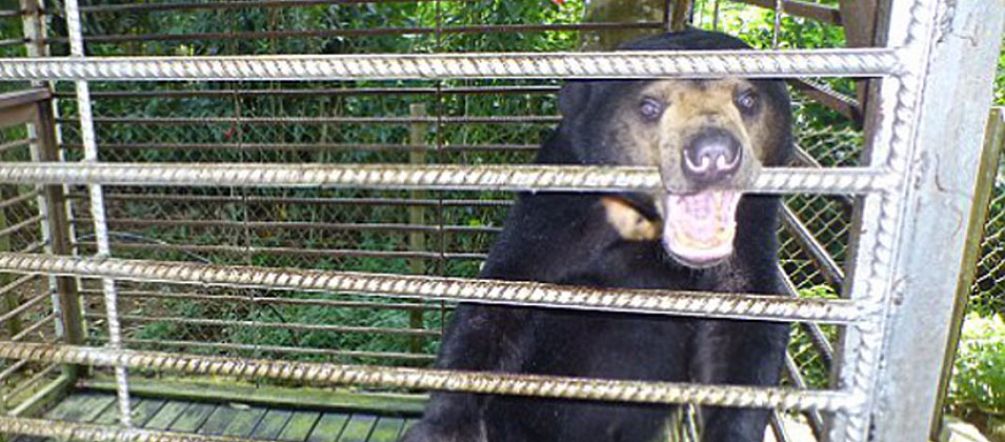 There is no excuse for this. A sun bear in a cage in Sabah