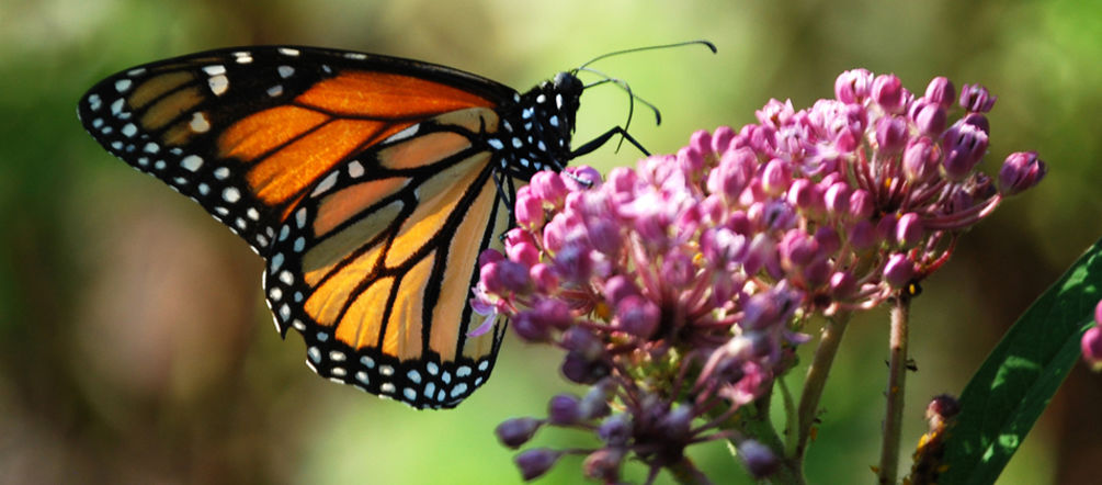 Milkweed is crucial to the monarch's survival. (image: Rachel James – CC BY-NC-SA 2.0) A monarch butterfly feeding on milkweed nectar.