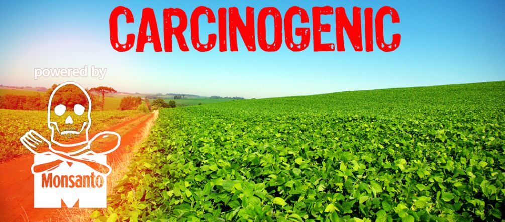 transgenic soy plantation