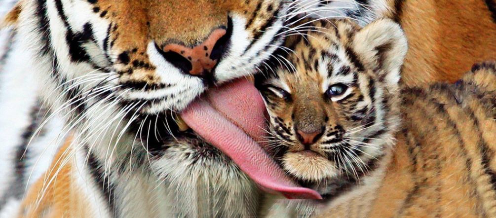 Only around 100 Bengal tigers live in the Sundarbans wetlands Tiger mother grooming her cub