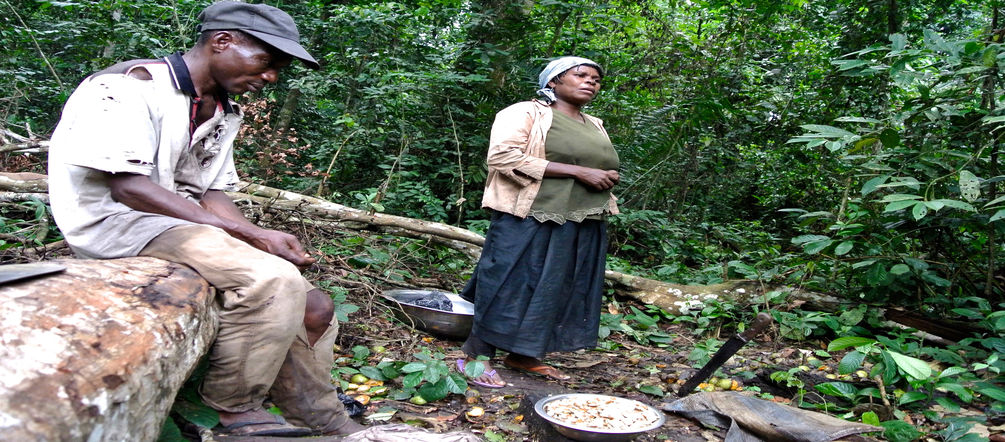 Gathering forest mangos Nigerian woman gathering forest mangos
