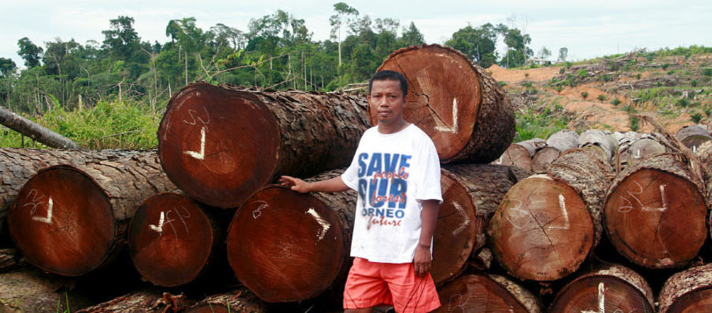 These trees were felled illegally to make room for oil palm plantations. Nordin from Save Our Borneo in front of logs which have been illegally logged for palm oil plantations