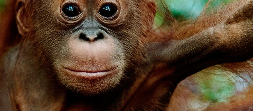 Deforestation for plantations is destroying orangutan habitat An orangutan