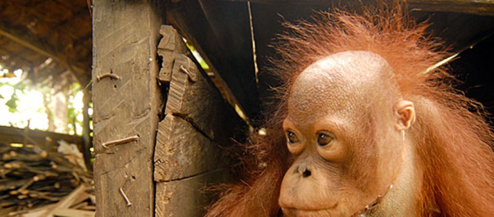 The orangutang’s mother has been killed on a palm oil plantation