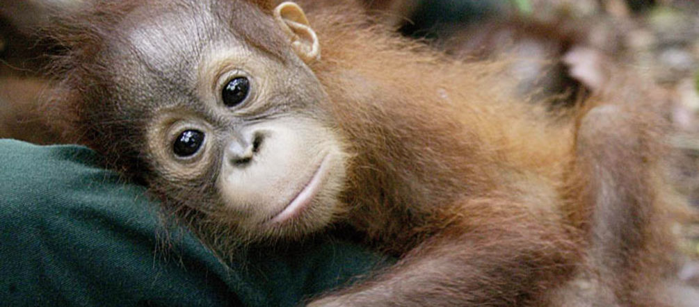 These orangutans need our protection a orangutan baby