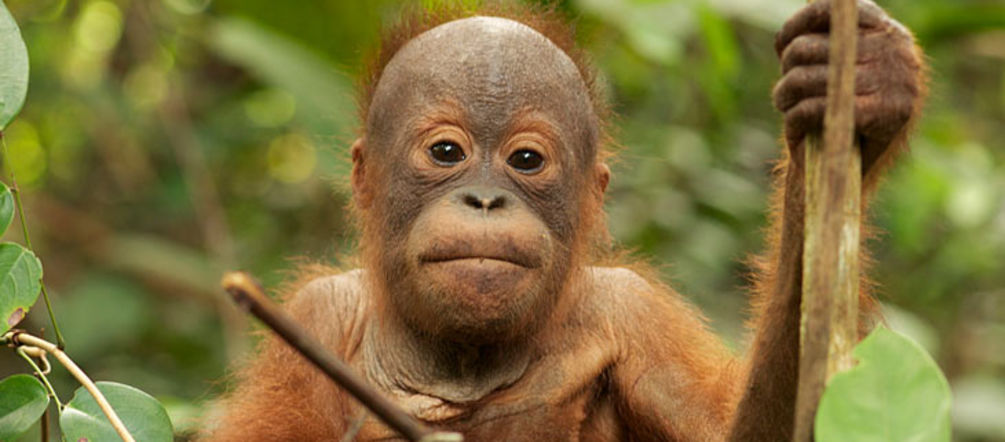 Hope for the orangutans of Tripa A orangutan youngster sitting in a tree