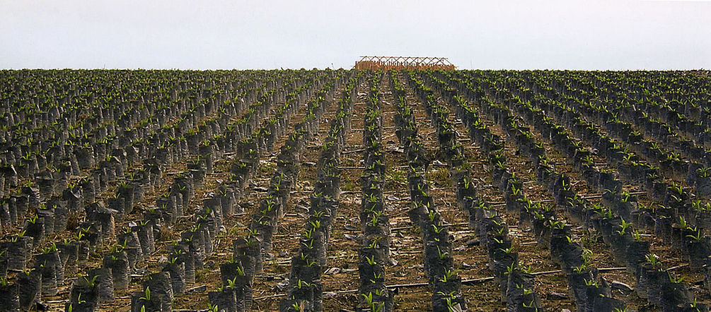 An oil palm plantation on former rainforest land Palm oil plantations reaching to the horizon