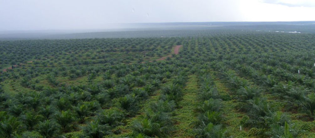 RSPO is Greenwashing Oil palm seedlings on a plantation in Indonesia