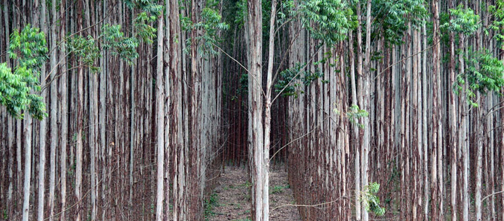 Tree plantation in Brazil Eucalyptus trees planted in straight lines on the industrial plantation of a Brazilian paper company