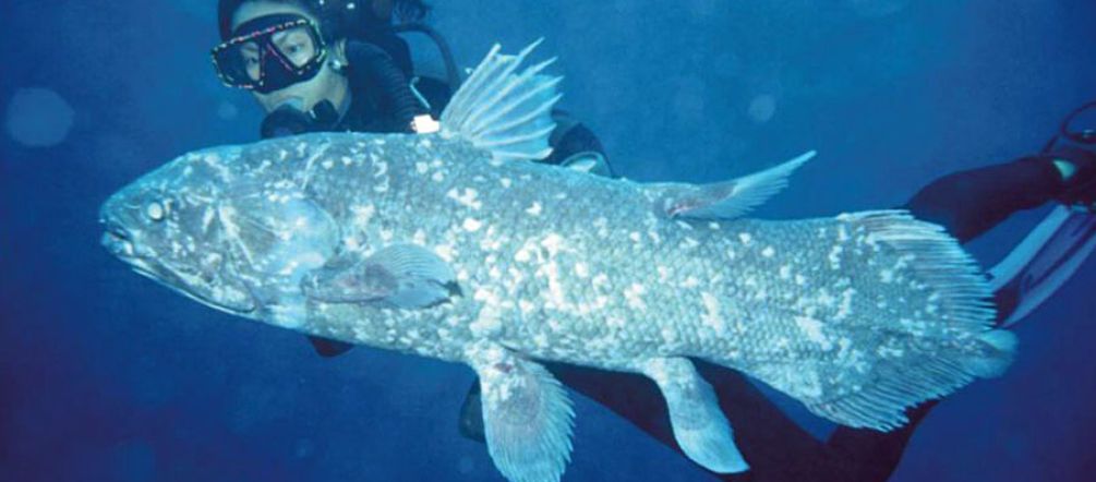 Highly endangered: the coelacanth (Picture © Arnaz Mehta) The coelacanth