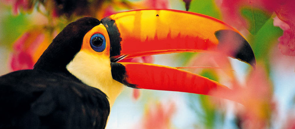 A tucan in midst of colorful flowers